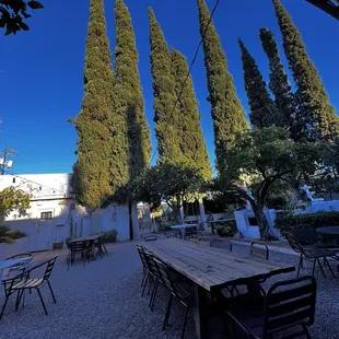 Back patio Cypress trees