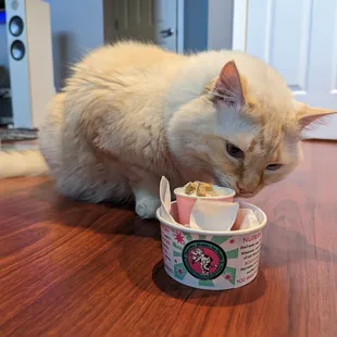 Cat treats approved.