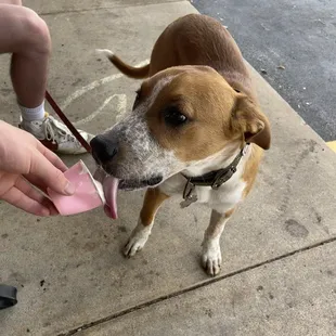 Pup cup