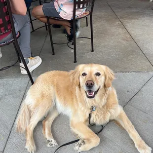 a dog on a leash on a sidewalk