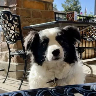 Our dog loves Casa Caliente's patio!