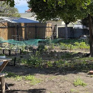 Vegetable Garden