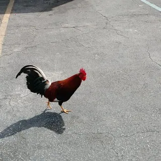 Rooster R.