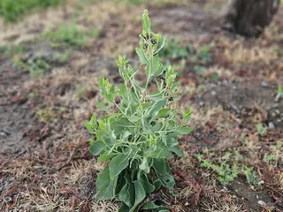 The Management Alternative