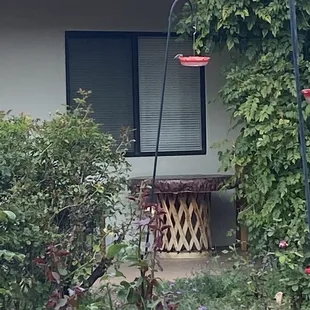 Hummingbirds everywhere