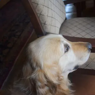 Everyone's best friend