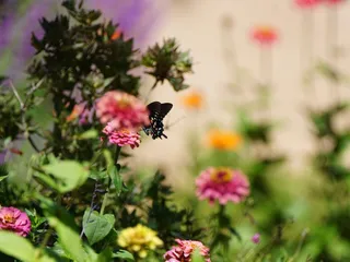 Ash Canyon Bed & Breakfast