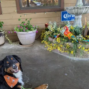 Dog friendly patio!
