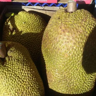 Jackfruit