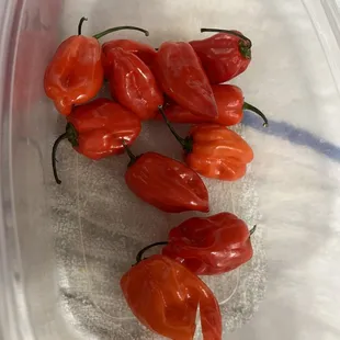 Red habanero hell spicy