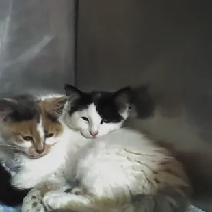 two cats cuddling on a blanket