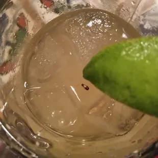 Would you like roaches with your drink? I didn't even get to the food.