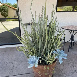 Succulent near lobby.