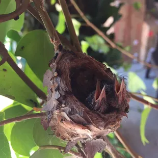 More broadbill babies