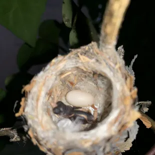 New baby in the best with another coming