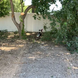 Wild Turkey Along Santa Gertrudis