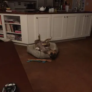 Rosie doing what she does best!