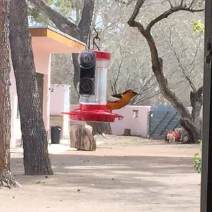 Oriole horning in on the hummers