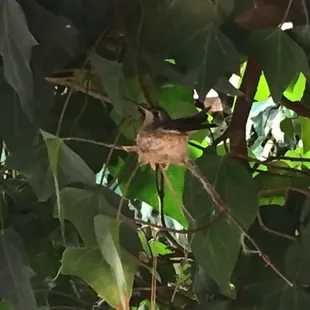 Broadbill hummingbird mom