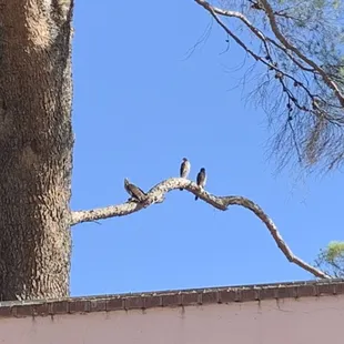 Coopers Hawk juveniles with mom