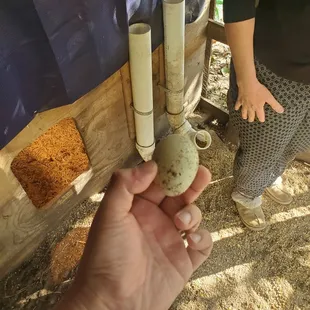 Fresh eggs every day