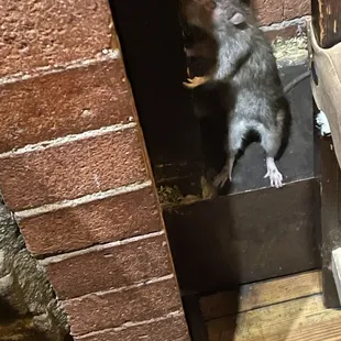 Maybe he&apos;s Ratatouille and looking for a job?