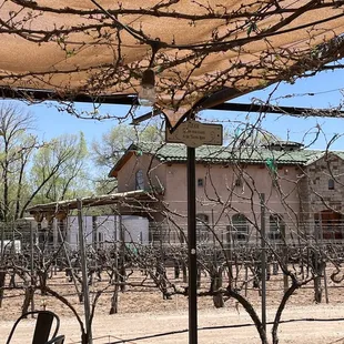 Vineyards during spring