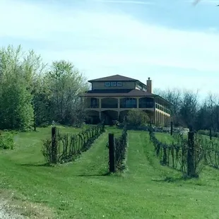 Vineyard and front of the house.