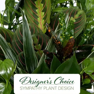 Lush garden plants available for each occasion.