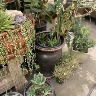 Casas Succulents And Cactus