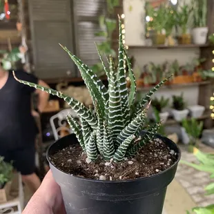 This great Zebra Plant!