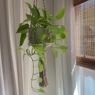 Bought this gorgeous beauty two months ago and it is thriving.