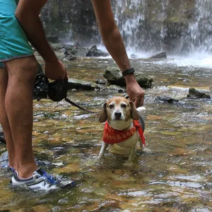The water below the falls is shallow in most places, which makes it safe for dogs and kids to explore