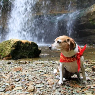 Haley gives Cascade Falls 4 paws up! She enjoyed cooling off in the water below the falls (while sporting her Yelp bandana)