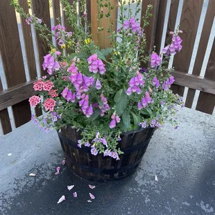 Flower pot in back patio.