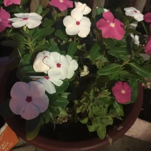 a variety of flowers in a pot