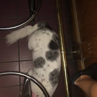 The sweet pup hiding under my feet
