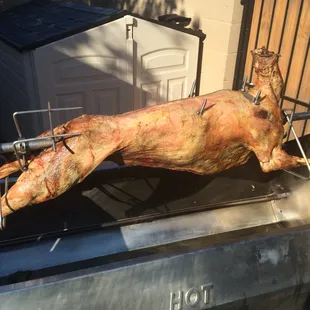 Whole roasting Lamb
