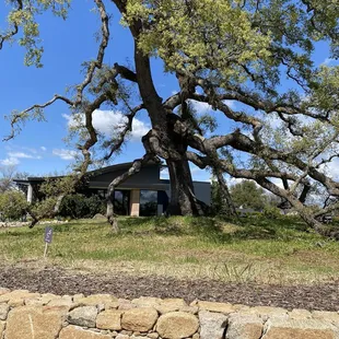 Large oak tree in the middle of winery