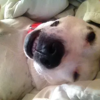 Dotty F.