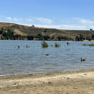 Lots of ducks  very friendly