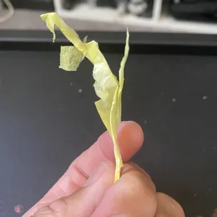 This was just chillin on top of my quesadilla for some reason