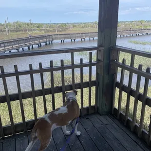 Great day for an adventure with the pupper!