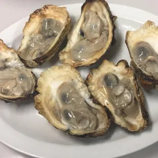 oysters on a white plate