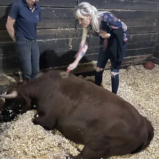 a woman feeding a cow in a barn