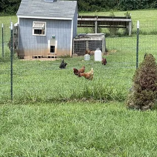 Chickens