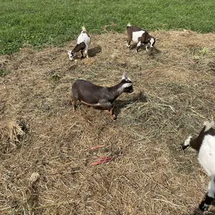 Baby Goats