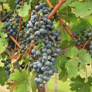 Cab Sauv ready to be picked!