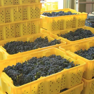 Some beautiful fruit ready to go to press.