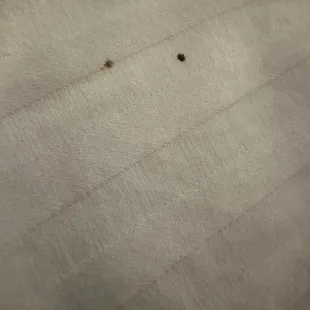 Bed bug stains